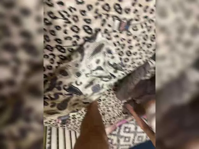 blackfriend18 on BongaCams