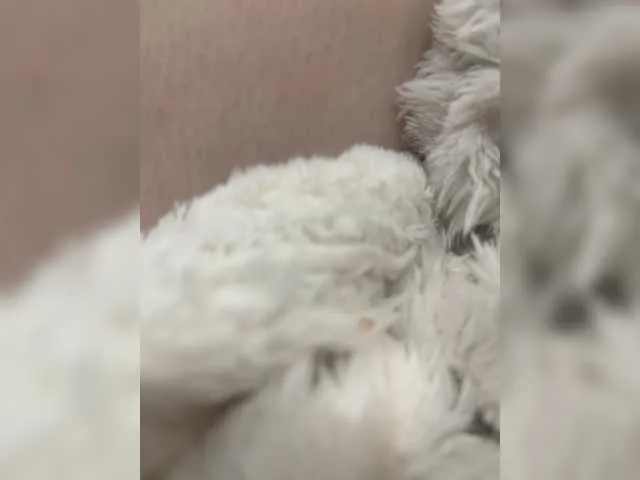 BongaCams puppy19 is Freechat puppy19 — Freechat on BongaCams