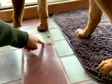 Offline intothewoodswego on Chaturbate